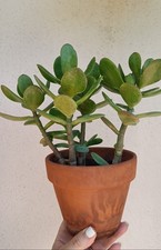 Crassula Ovata In Vaso Pianta