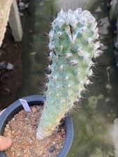 Vecchio turbinicarpus - vecchio,
