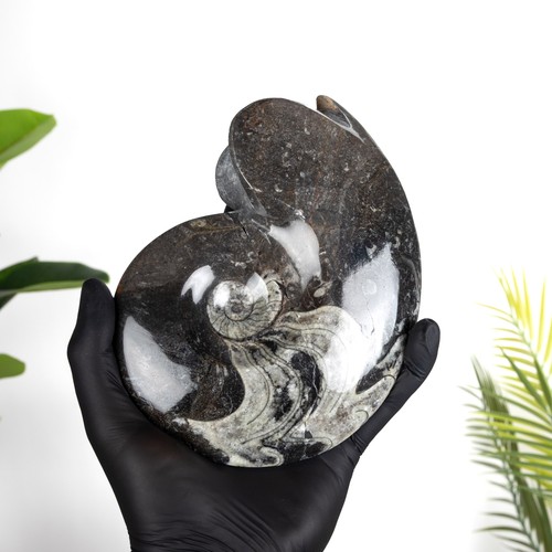 Inch goniatite ammonite - xl,