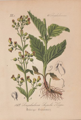 Scopoli radice marrone - scopoli-radice, di