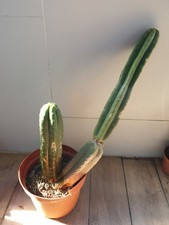 Pachanoi, San🌵Pedro 55CMS Y