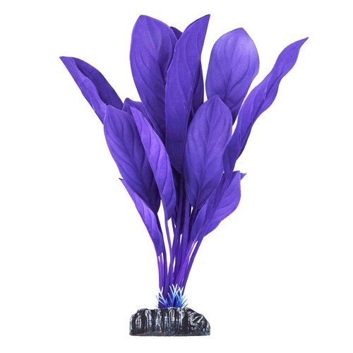 Pianta seta anubia - seta, viola
