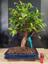 bonsai   ficus retusa  h 54 cm