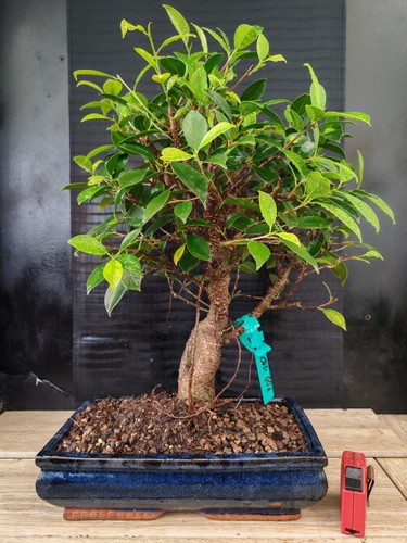 Bonsai ficus retusa - ,