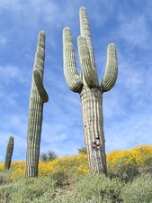 Saguaro - CARNEGIEA GIGANTEA -