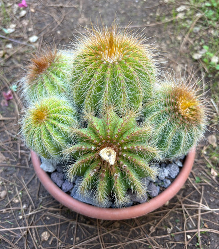 Notocactus magnificus pianta - notocactus,