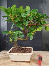 bonsai   ficus panda h 48 cm