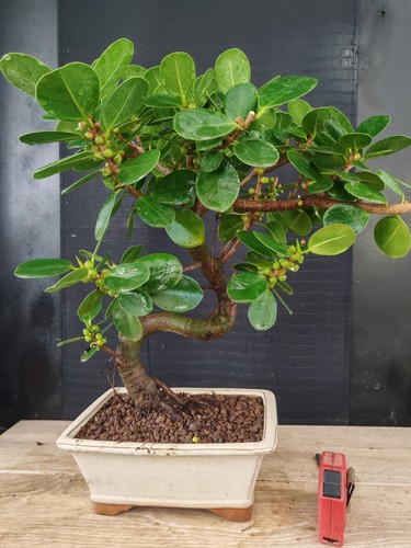 Bonsai ficus panda - , h