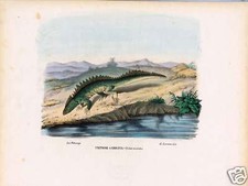 Newt salamandra - newt,