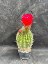 ECHINOPSIS HYBRID CV. MADAME PELE  BIG CACTUS PIANTE GRASSE 342