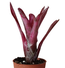 Neoregelia Olens x Marble