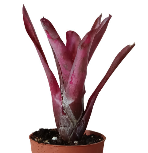 Neoregelia olens marble - olens, x