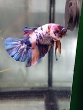 Betta Plakat Candy Nemo