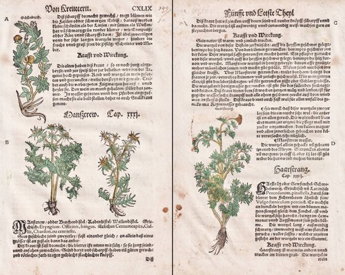 Distel thistle mannstreu erbe - distel,