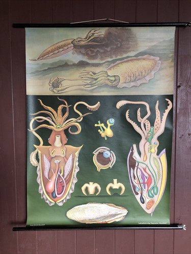 Cartina parete scuola - cartina,