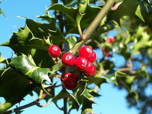 Agrifoglio ilex aquifolium l - -ilex,
