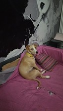 Cuccioli cane regalo - cuccioli,