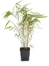 Fargesia Rufa P9 20-30 cm