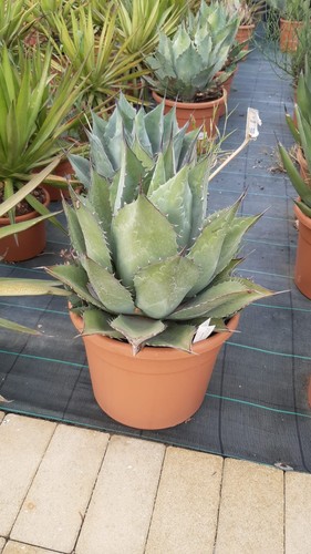 Agave parrasana - agave,
