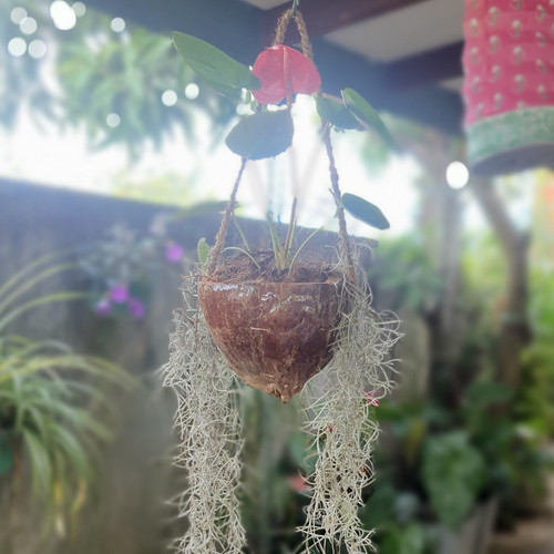 Vaso per fiori piante in - per,