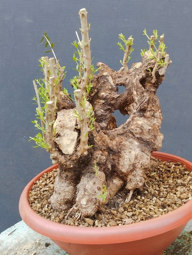 Bonsai olivastro 30x27cm - 30x27cm, in
