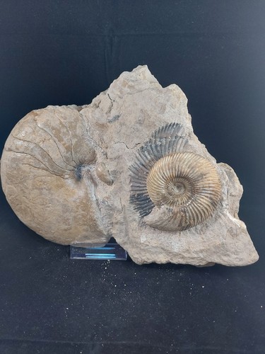 Jurassic ammonite display - jurassic,
