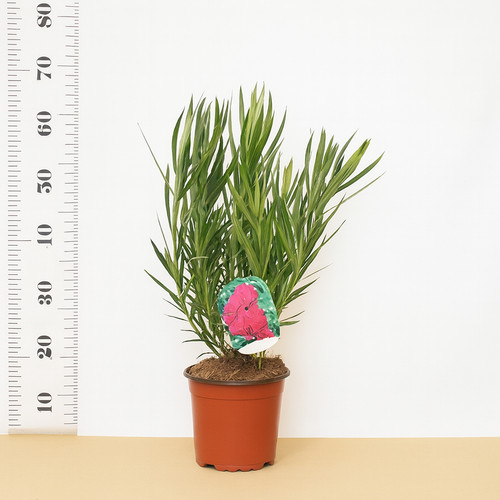 Oleandro nerium oleander - oleandro,