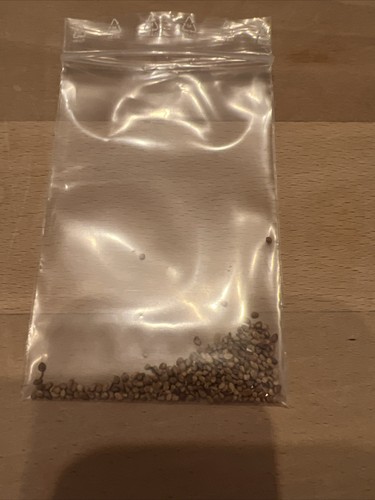 Semi gelso bianco - di,