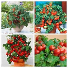 PACCHETTO NANE ROSSE -