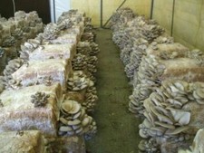 PANI DI FUNGHI PLEUROTUS