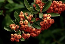 Piracanta arancione nana Pyracantha coccinea Navaho pianta da siepe vaso 9x9 cm