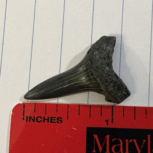 Striatolamia dente squalo - striatolamia,