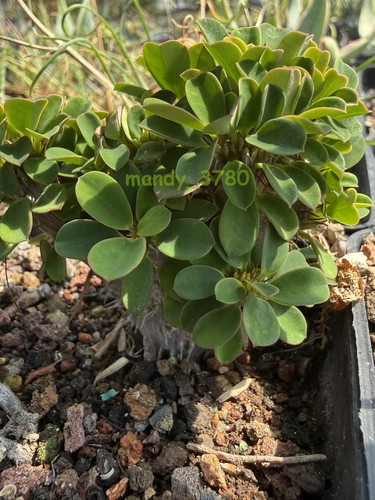 Rara pianta succulenta - rara,