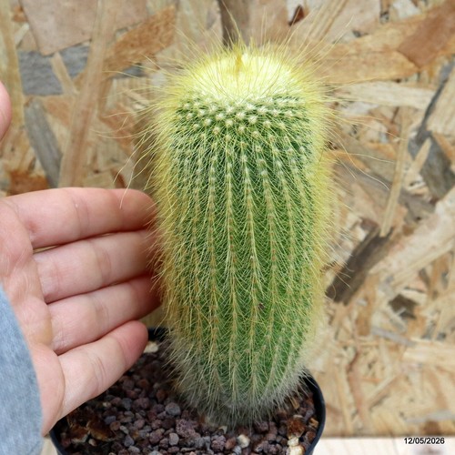 Notocactus leninghausii vaso - notocactus,