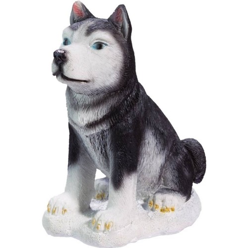 Husky seduto sulla - neve, come