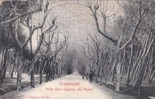 CARTOLINA DI LUCCA ,VIAREGGIO - VIALE GINO CAPPONI ALLA PINETA  viaggiata 1907