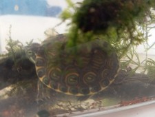 Tartaruga D'acqua Con