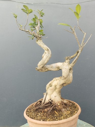Bonsai ficus 57x20cm tronco - bonsai,