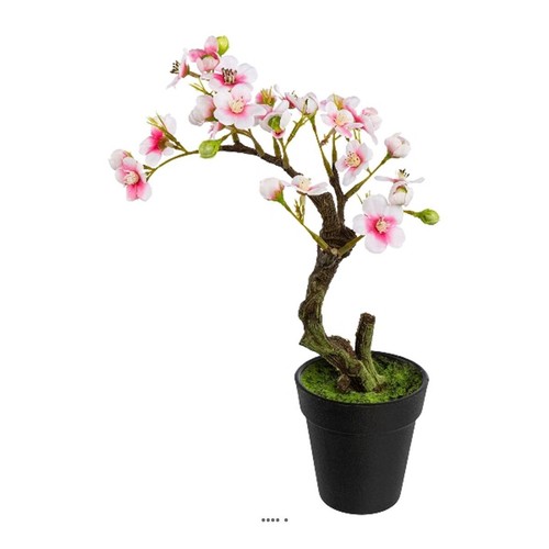 Bonsaï prunus japon - bonsaï, du