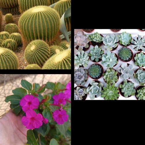 300 semillas cactus - semillas,,