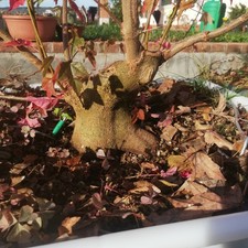Bonsai Acer Buergerianum