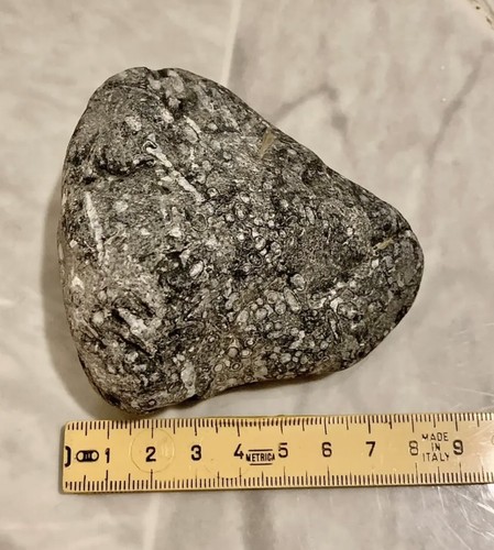 Fossile foraminiferi - fossile,