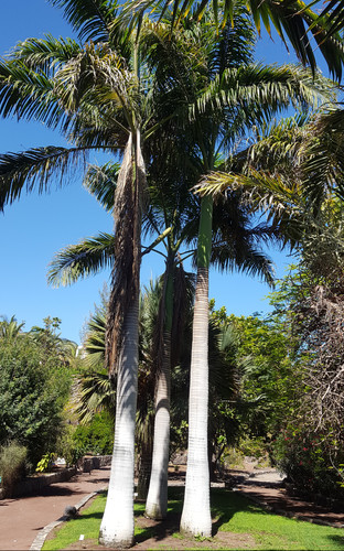 Palma reale cubana roystonea