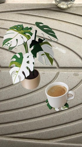 Monstera albo variegata - monstera,