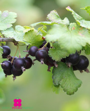 Pianta jostaberry ribes - pianta, di