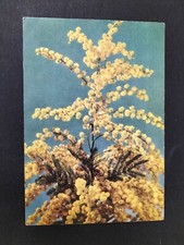 ELAH CASA CARAMELLE ARTE NATURA SERIE FIORI MIMOSA ACACIA DEALBATA PUBBLICITA