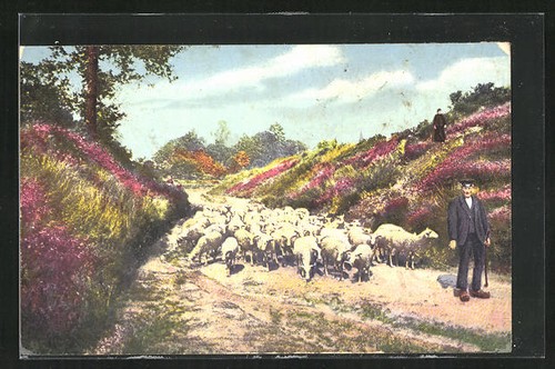 Cartolina pastore con gregge - pastore,