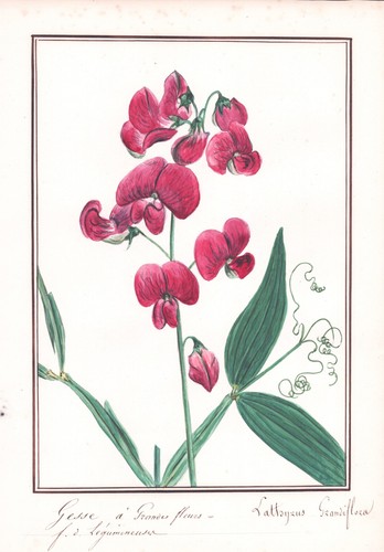 Lathyrus grandiflora - lathyrus,
