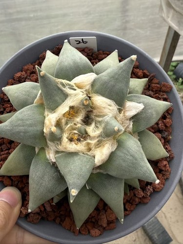 Ariocarpus retusus scheidw - retusus,