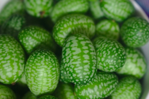 Minigurke messicano melothria - minigurke,